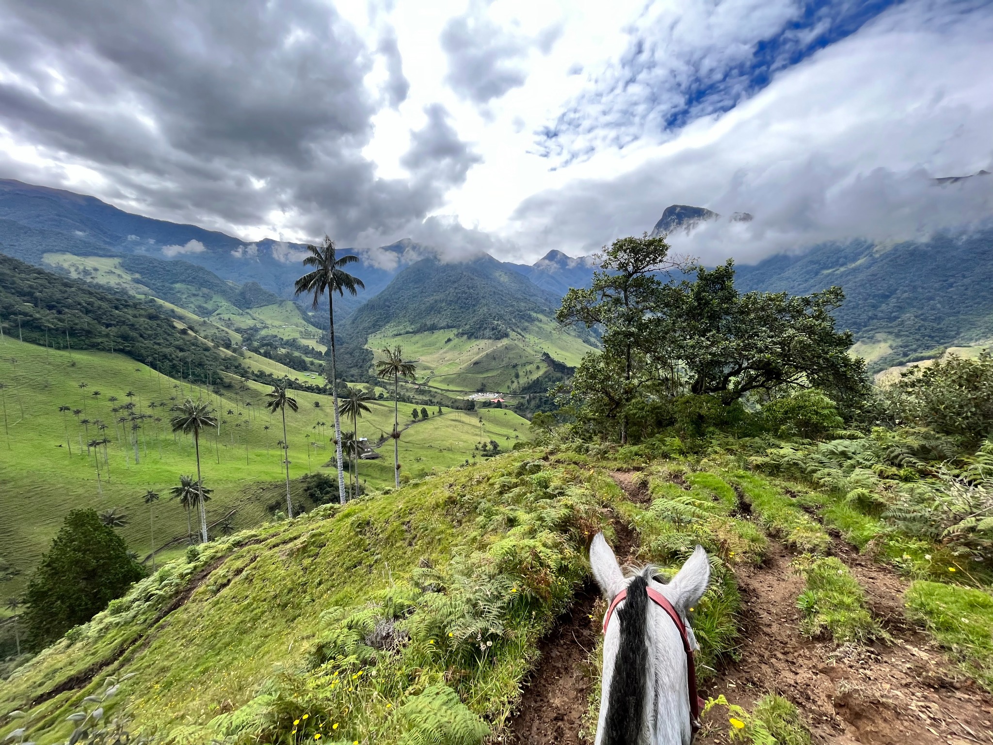 Cocora Valley, Colombia